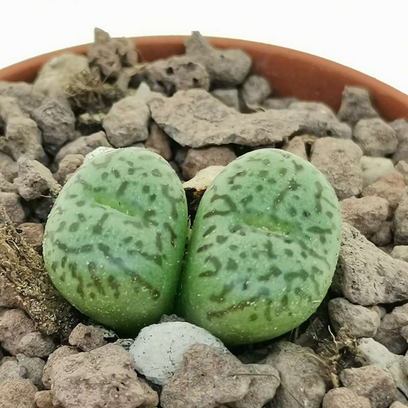 Green Conophytum Obcordellum Flower seeds for Planting - Perfect for Borders, Heirloom & GMO Free Seeds for Home Garden