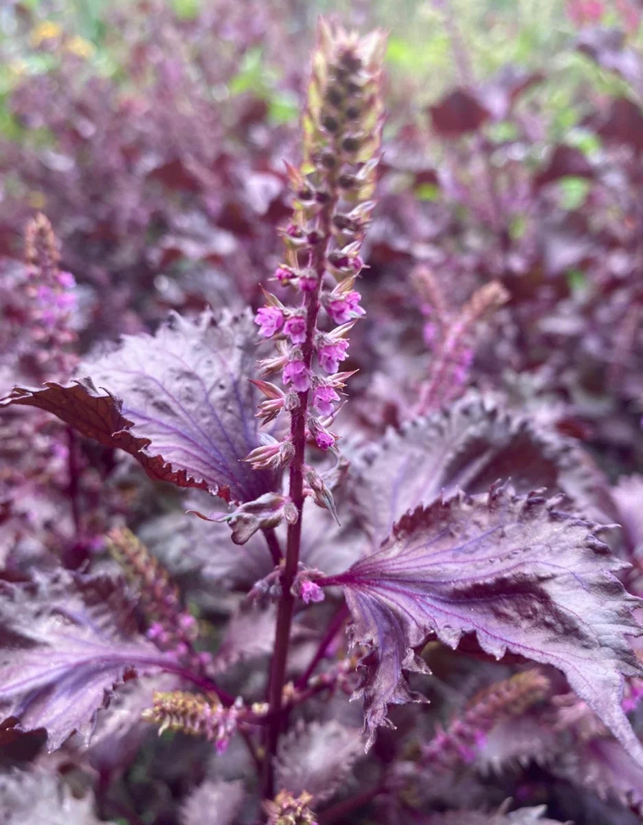 Purple Perilla Leaf Flower seeds for Planting - Long Bloom Season, Heirloom & GMO Free Seeds for Home Garden