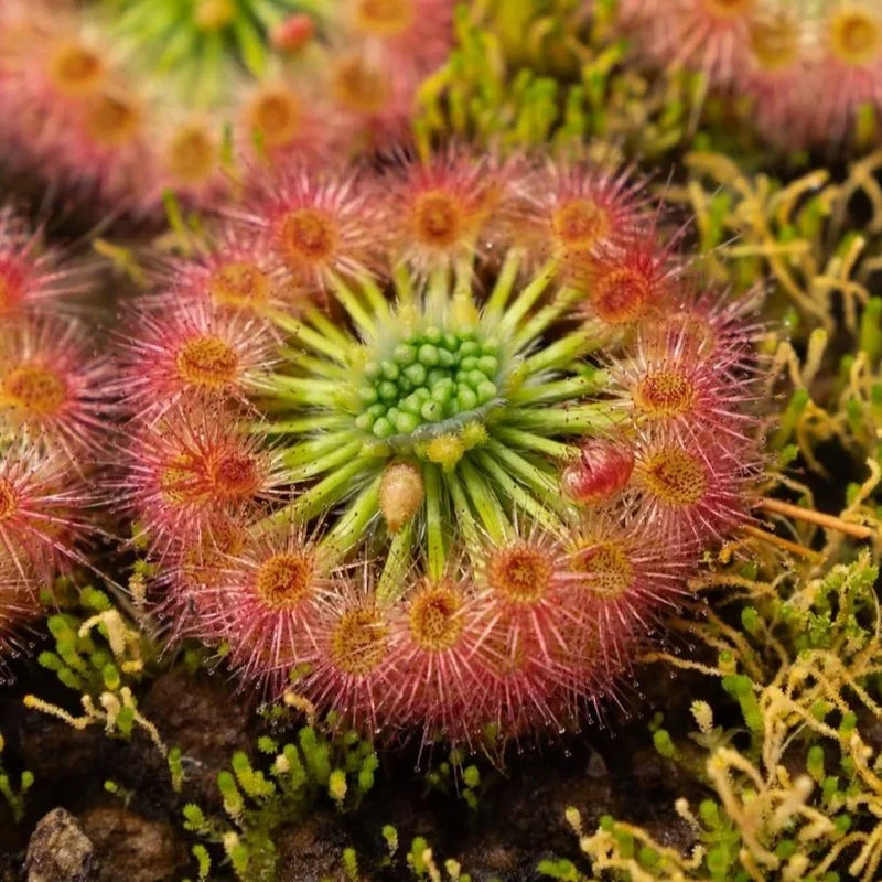 Sonnentau Clip Venus Flytrap Seeds for Planting home garden flower bed