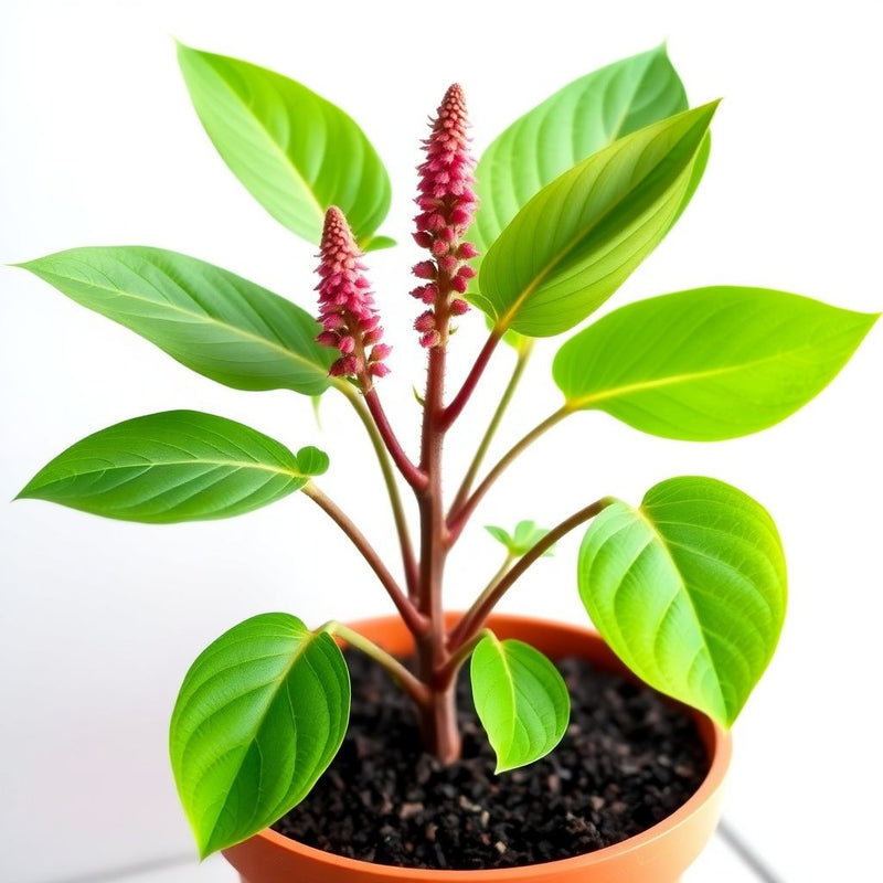 Acalypha Hispida Seeds for Planting - Unique Exotic Flowering Plant
