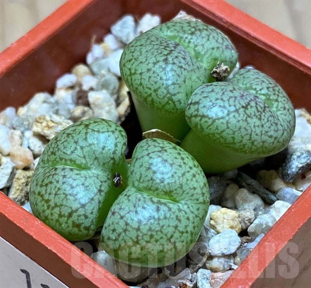 Green Conophytum Obcordellum Flower seeds for Planting - Perfect for Borders, Heirloom & GMO Free Seeds for Home Garden