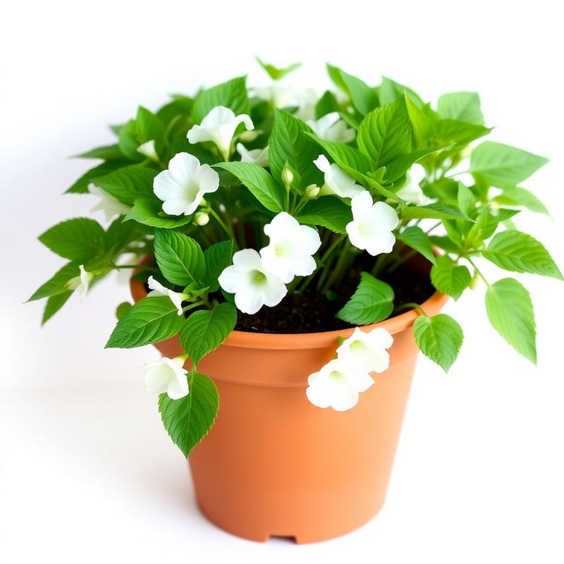 Lobelia Regatta White Long-Lasting Seeds for Beautiful White Lobelia