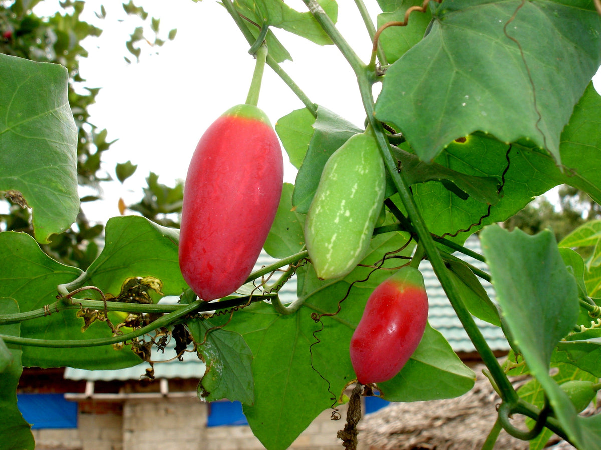 Pink Ivy Gourd Vegetable Seeds for Easy Planting