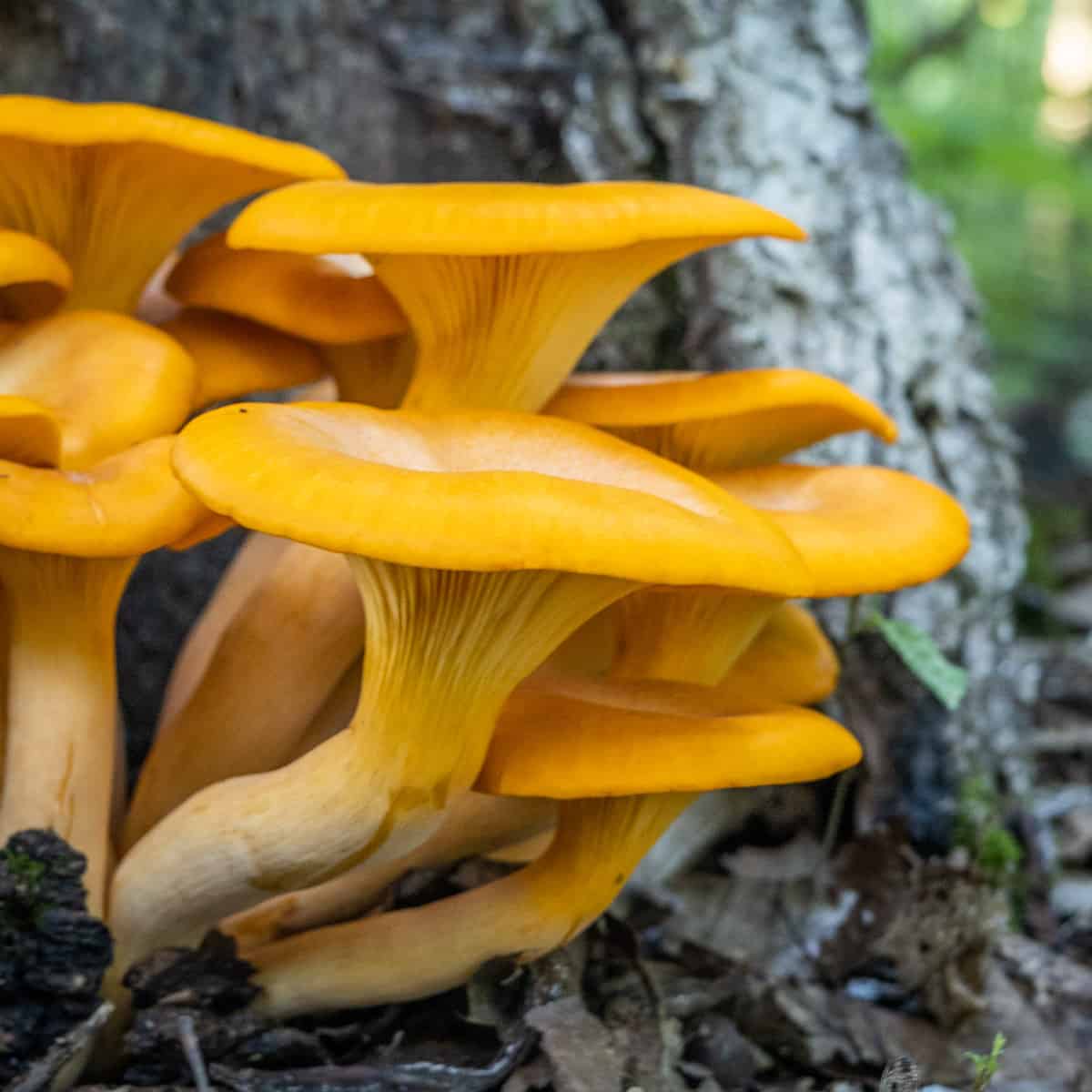 Yellow Chanterelle Mushroom Seeds for Planting