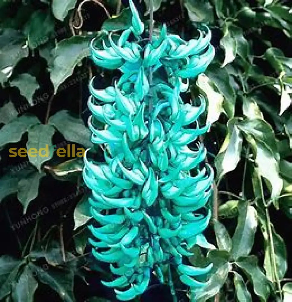 Endangered Jade plant seeds for home garden