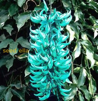 Endangered Jade plant seeds for home garden