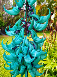 Non GMO Jade flower planting seeds