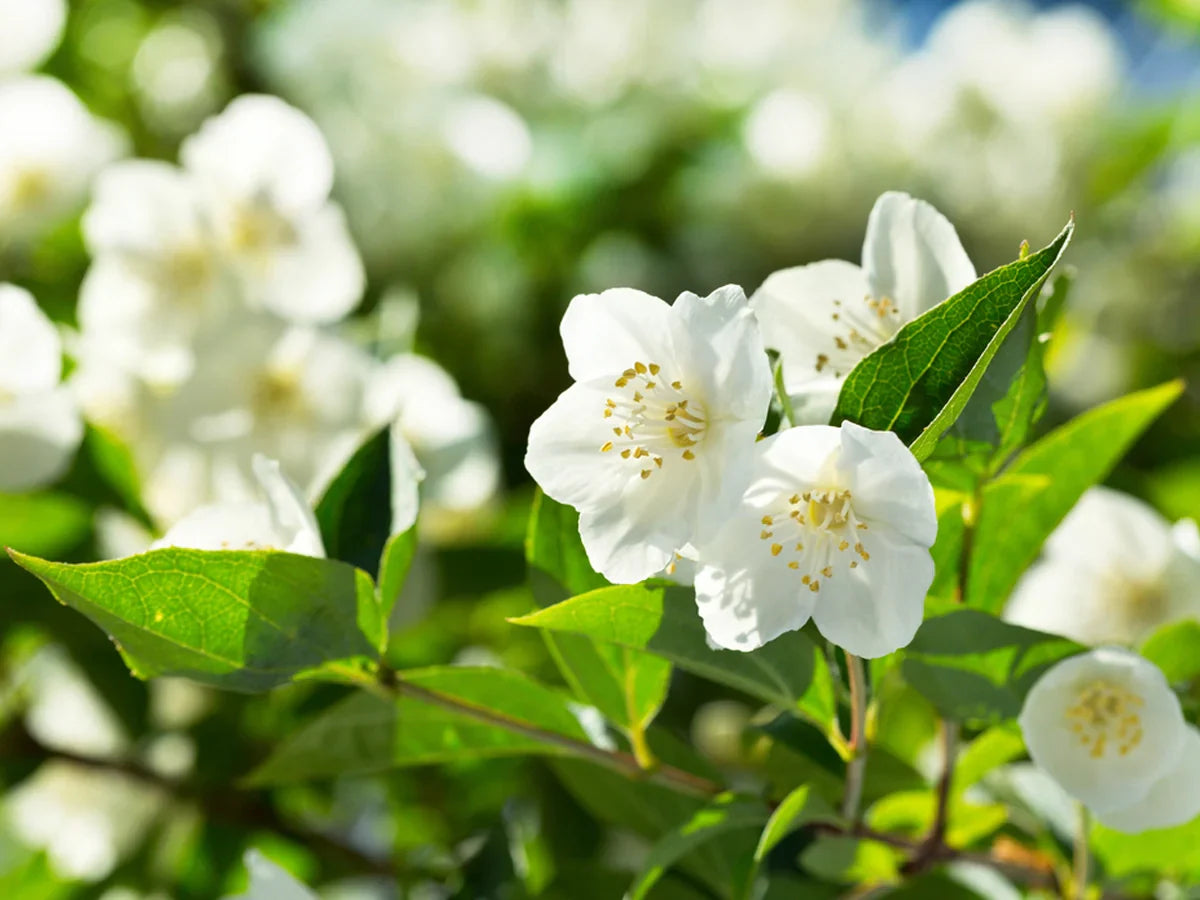 Jasmine plant in home garden