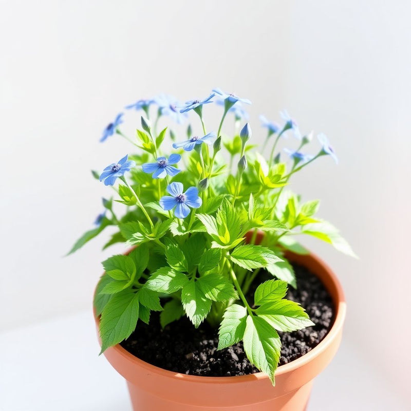 Nigella Love in the Mist Delft Blue Seeds for Stunning Blue Blooms