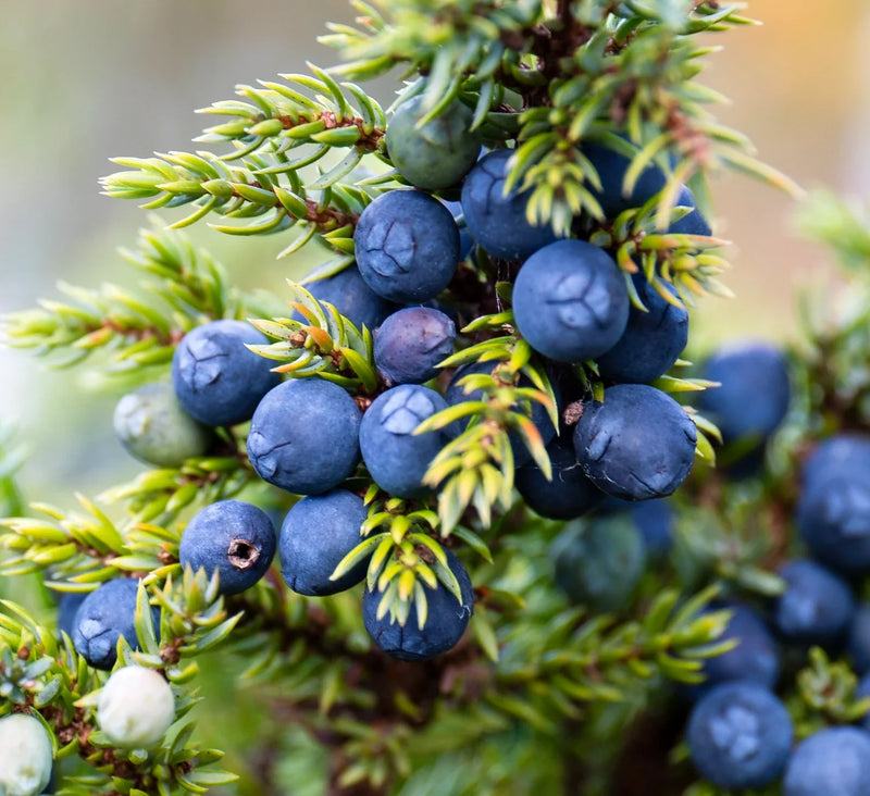 Juniperus Fruit Planting Seeds for Garden - Grow Hardy Evergreen Shrub with Aromatic Berries, Perfect for Spring or Fall Planting