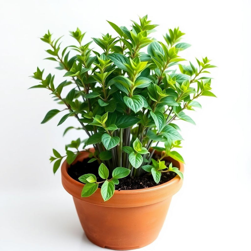 Sage Seeds for Planting  Perennial Garden Beauty