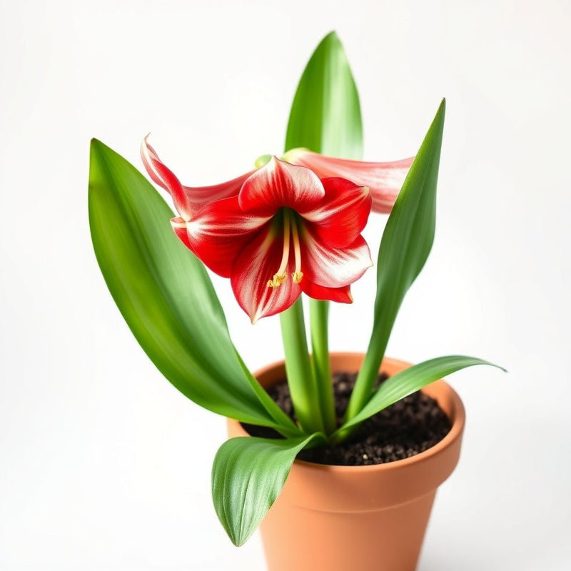 Amaryllis Flower Seeds for Planting - Vibrant Red & White Blooms