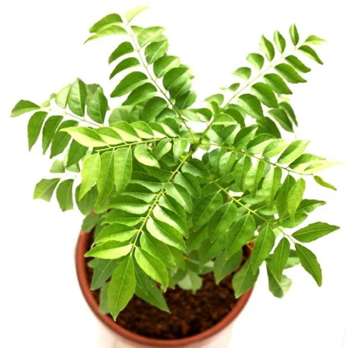 Curry Leaf Vegetable Seeds for Planting