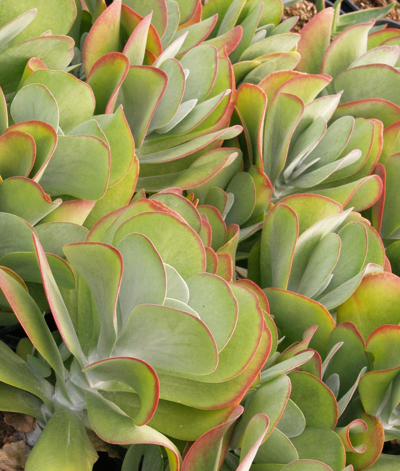 Green Kalanchoe Thyrsiflora Flower seeds for Planting - Sun Loving, Heirloom & GMO Free Seeds for Home Garden