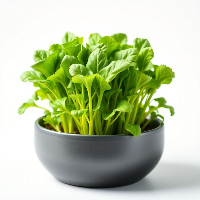 Green Scabra Vegetable Planting Seeds - Grow Fresh Greens