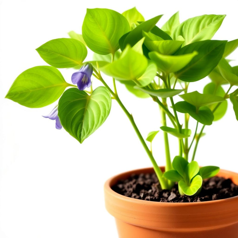 Mertensia Maritima Flower seeds for Planting Garden Favorite Heirloom & GMO Free Seeds for Home Garden 
 
 Sale