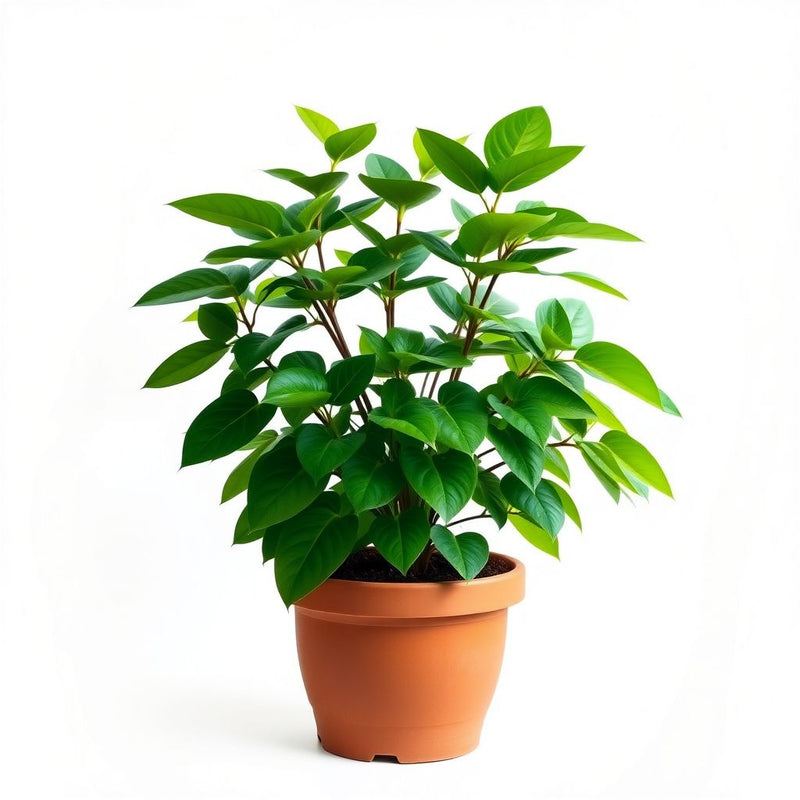 Majestic Tectona Grandis Tree Seeds for Planting