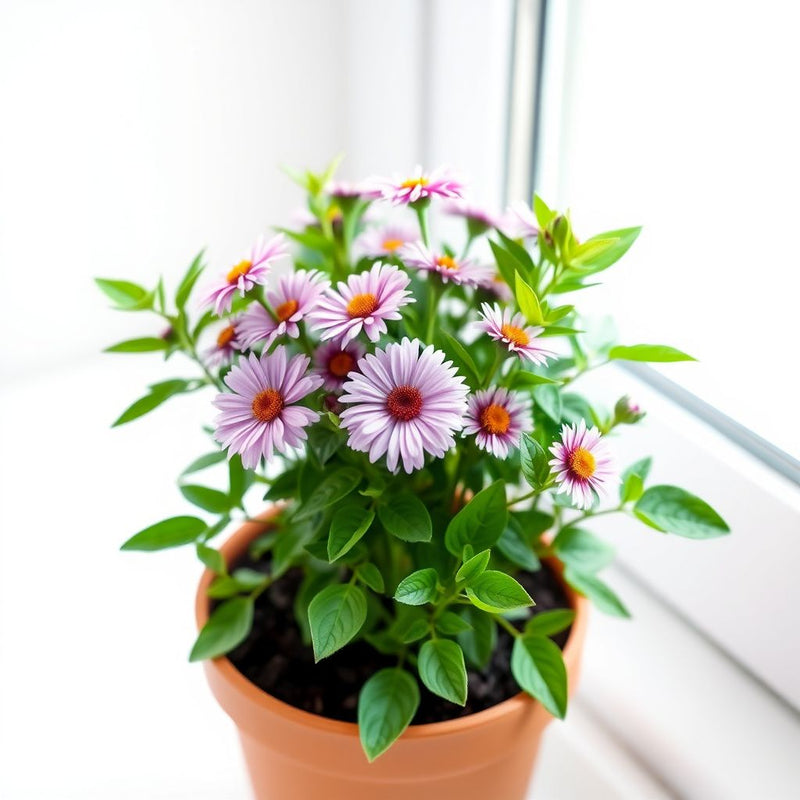 Mix Aster Flower seeds for Planting - Fragrant Blossoms, Heirloom & GMO Free Seeds for Home Garden