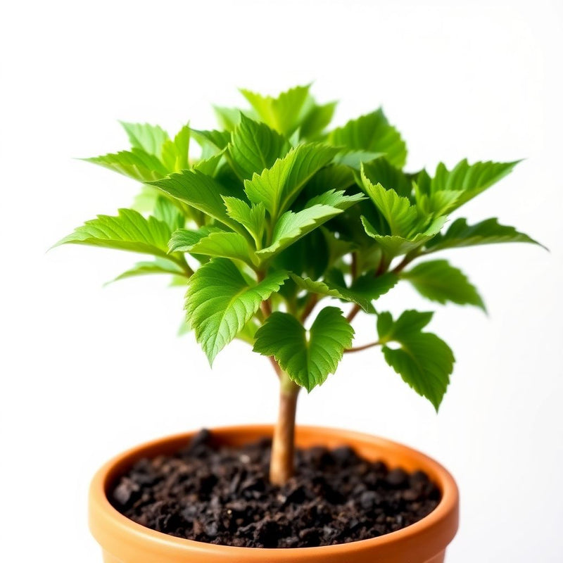 ACANTHUS MOLLIS Acanthus mollis Flower Seeds for Planting in Flower Bed
