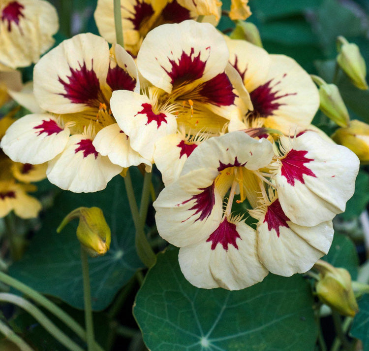 Cream ladybird blooming seeds for gardens