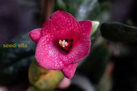 Lapageria flowering seeds for gardens