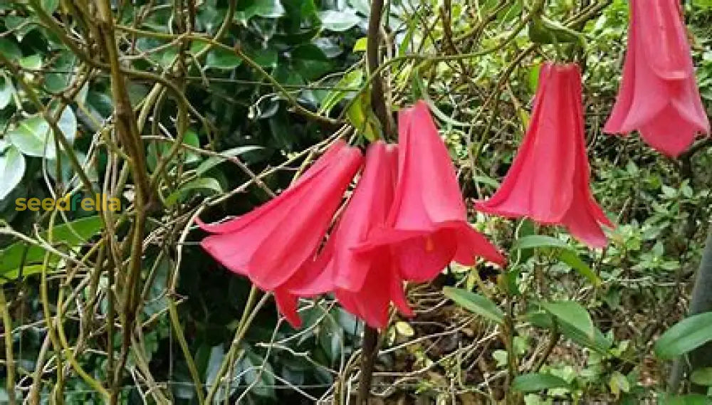 Non GMO Lapageria seeds