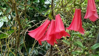Non GMO Lapageria seeds