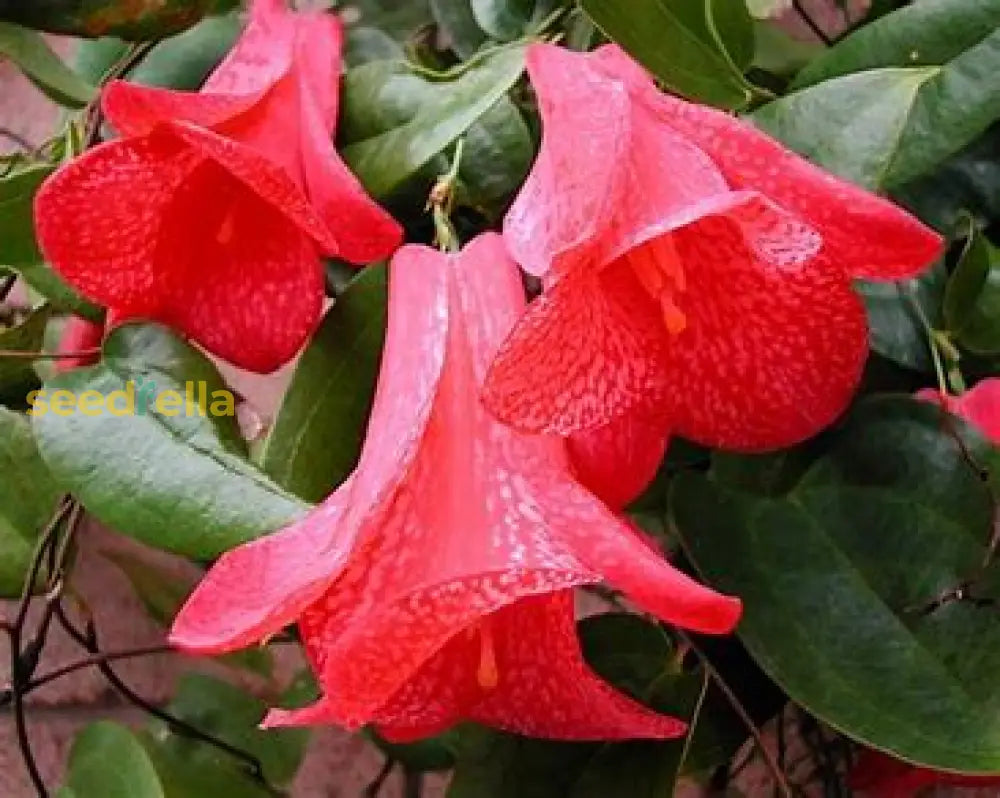 Lapageria flower seeds for planting