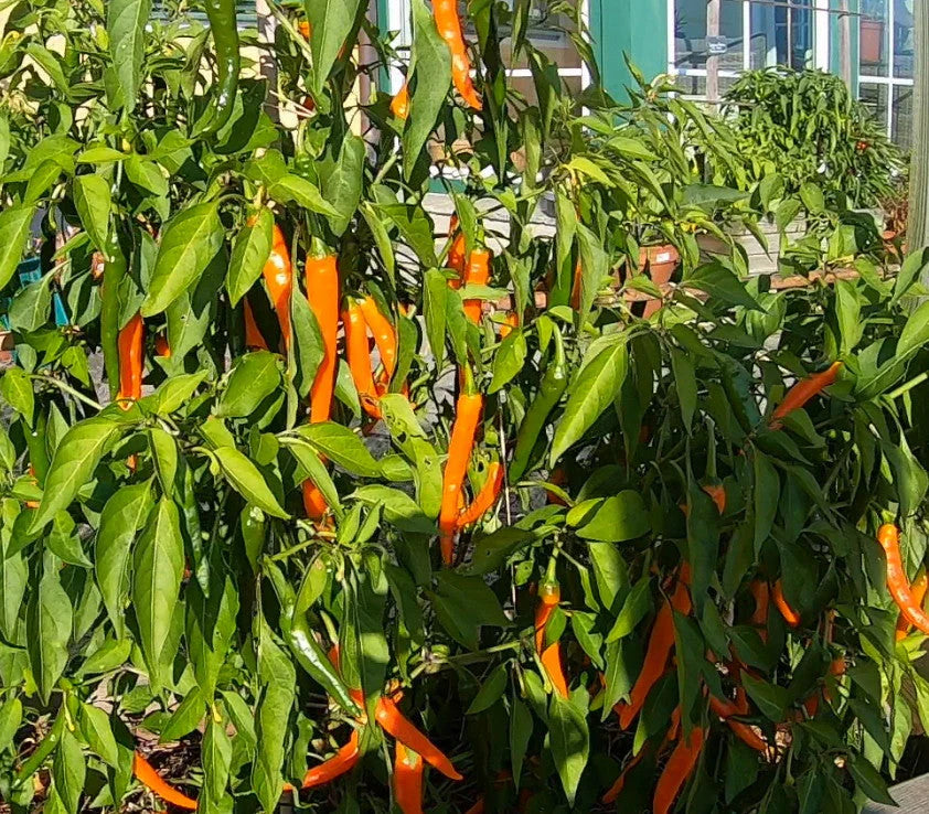 Orange Chili Vegetable Seeds for Planting