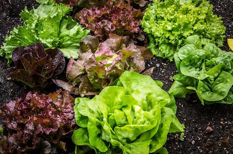 Lettuce Mix Seeds for Indoor Planting