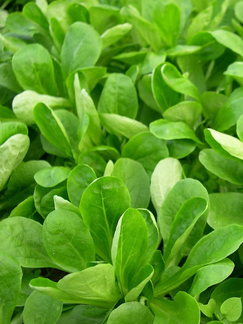 Lamb's Lettuce Vegetable Seeds  Planting Made Simple