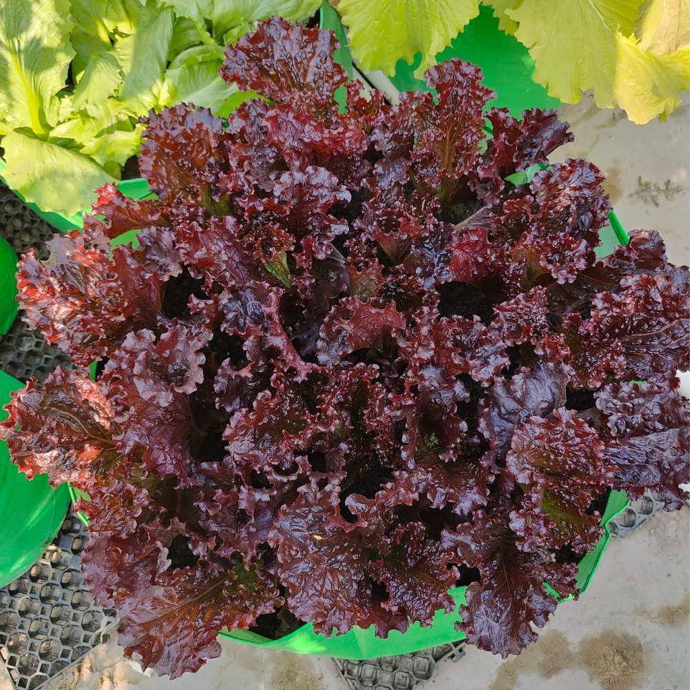 Red Lettuce Seeds for Planting  Fresh Garden Vegetables