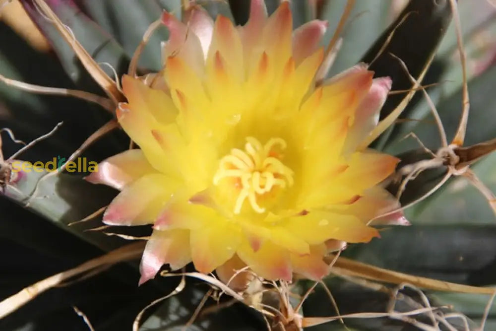 Non GMO Leuchtenbergia seeds