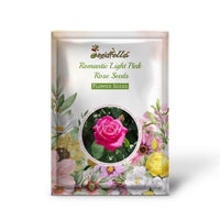Light Pink Rose flowers blooming in garden