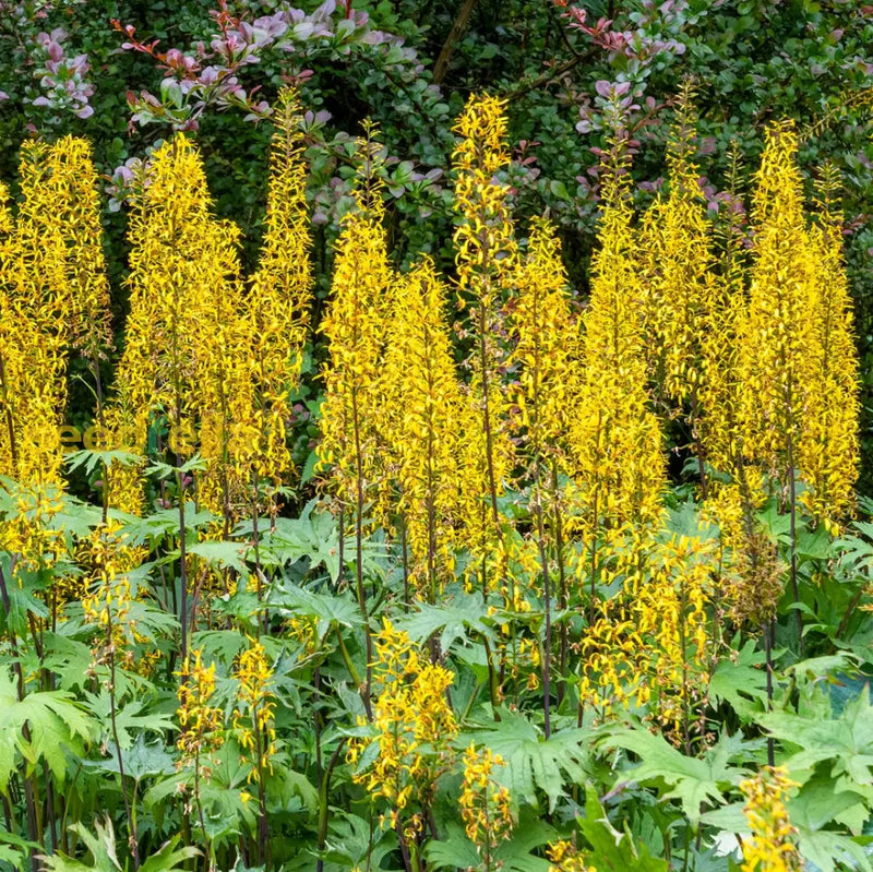 Yellow Ligularia seeds for planting