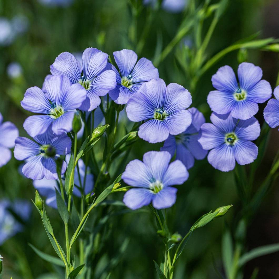 Blue Linum flowering seeds for gardens