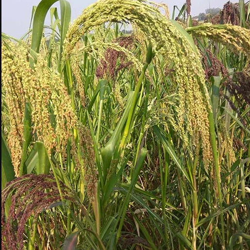 White Proso Millet Planting Seeds for Thriving Gardens and Sustainable Agriculture