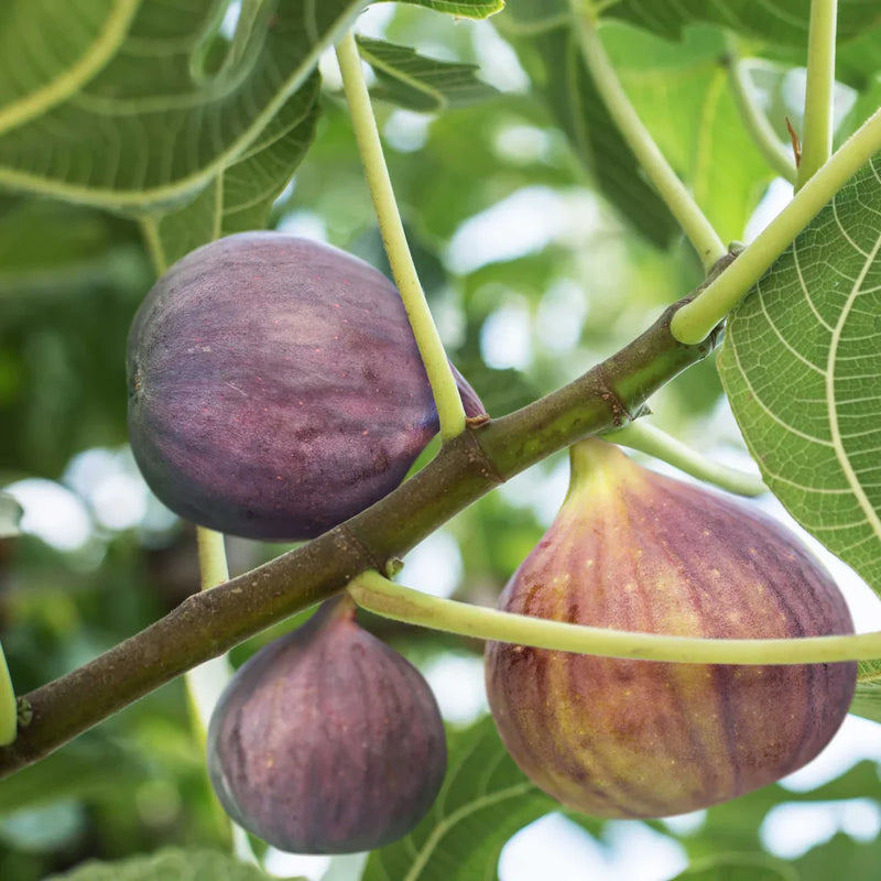 Burgundy Fig Seeds for Planting