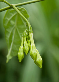 Non-GMO Loroco seeds for planting
