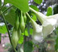 Loroco flower planting seeds