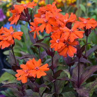Non GMO Lychnis Arkwrightii seeds