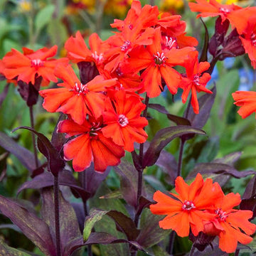 Red Orange Lychnis Arkwrightii seeds for planting
