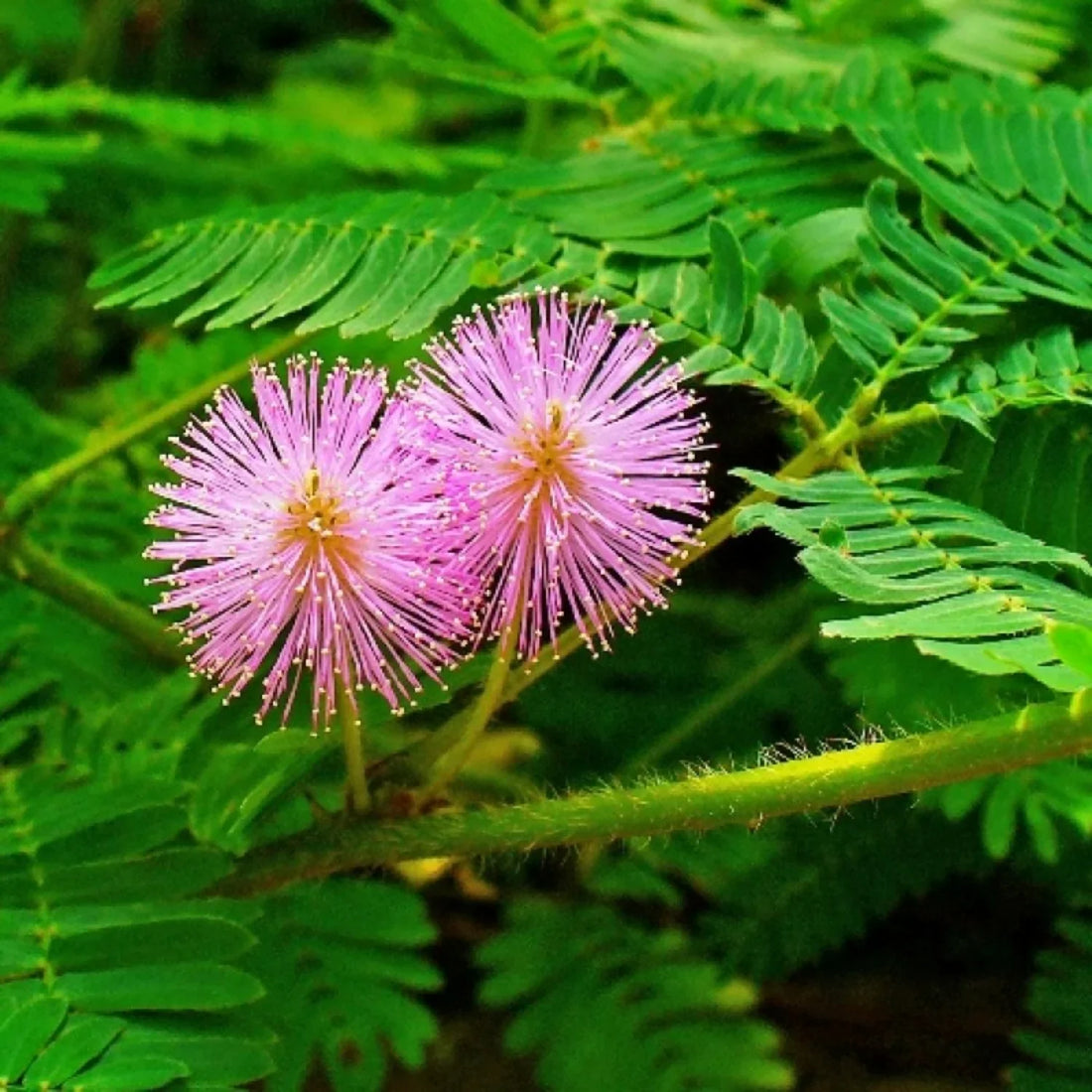 Planting Seeds: Green Mimosa Pudica