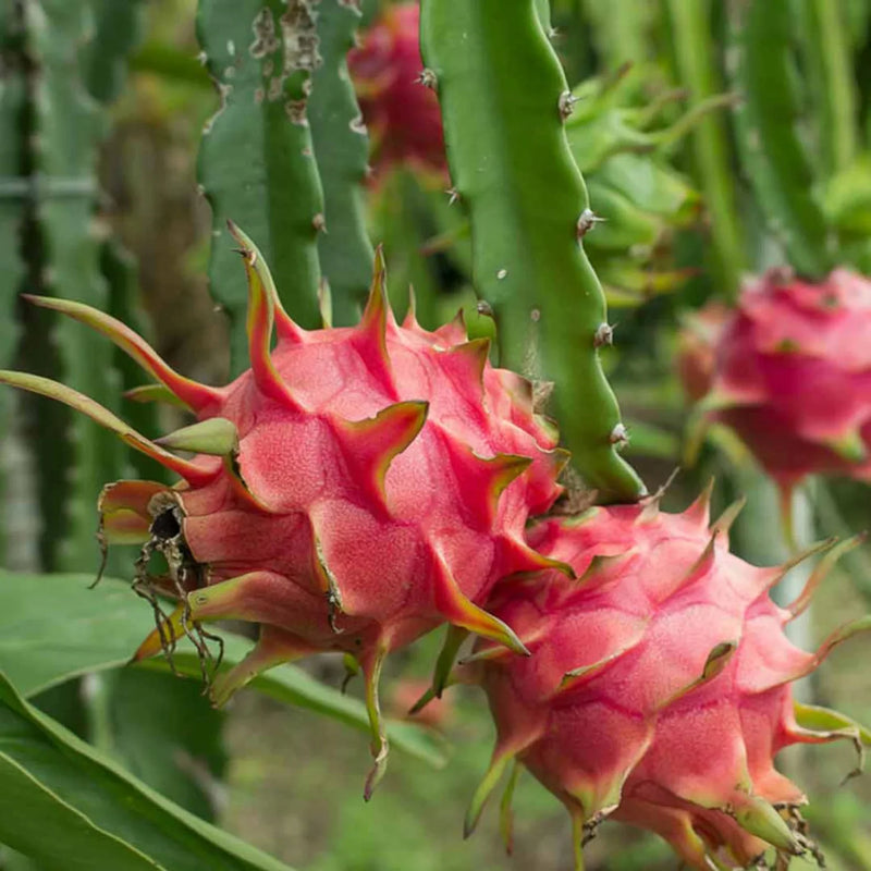 Pitaya Seeds Collection for Easy Planting