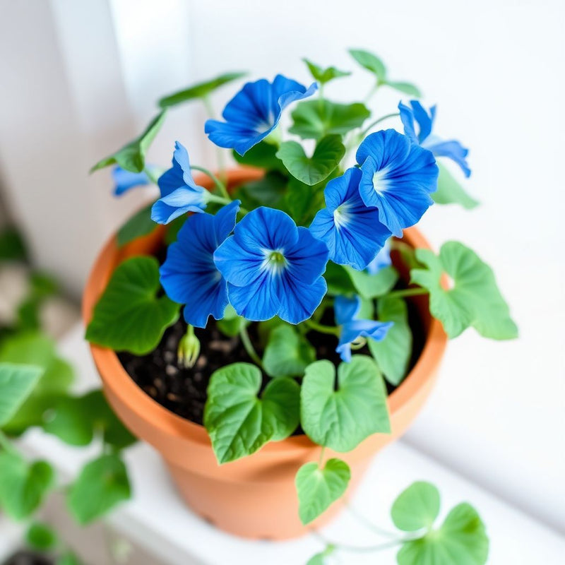 Blue Hanging Nasturtium Seeds for Planting - Garden Annuals