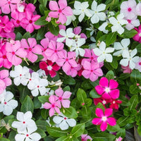 Non GMO Madagascar flower mix seeds