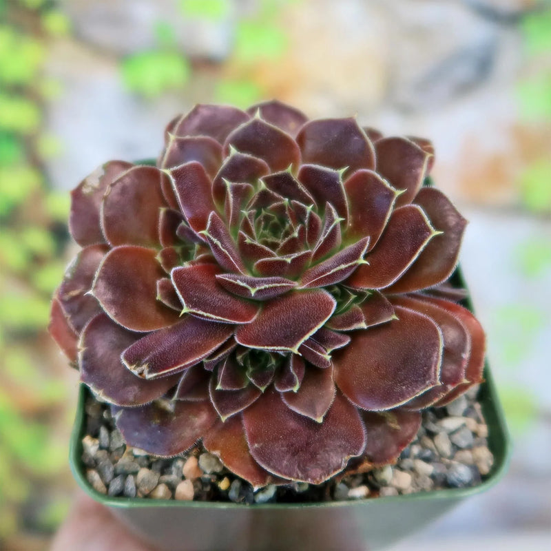 Maroon Jovibarba Seeds for Planting - Vibrant Perennial Ground Cover