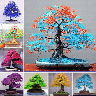 100 Pcs
