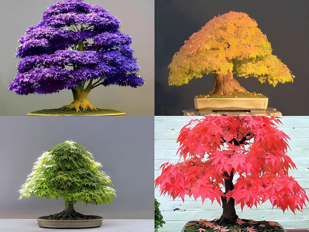Non GMO maple bonsai planting seeds