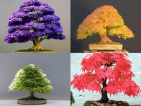 Non GMO maple bonsai planting seeds